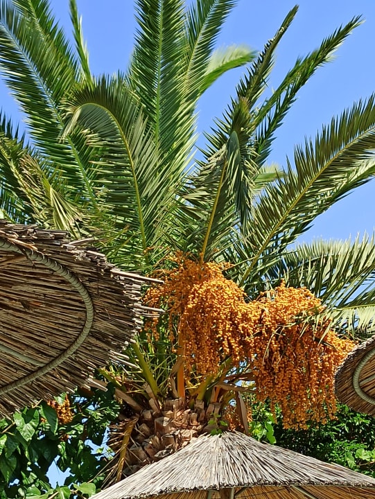 Gartenanlage Hotel Corissia Princess