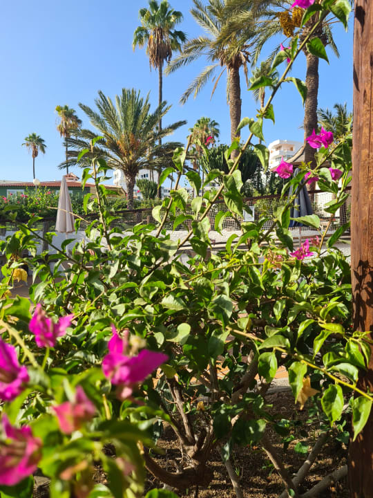 Gartenanlage HL Miraflor Suites Hotel