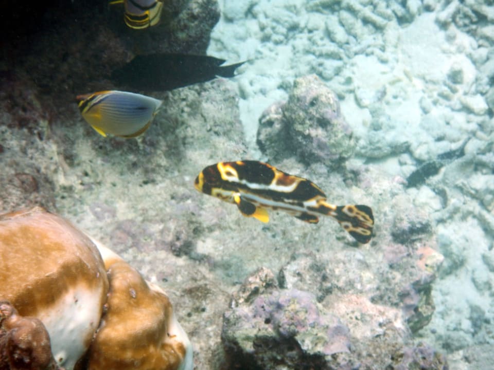 Baby-Süßlippfisch Embudu Village