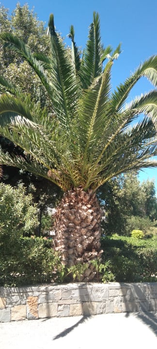 Gartenanlage Apollonia Beach Resort & Spa