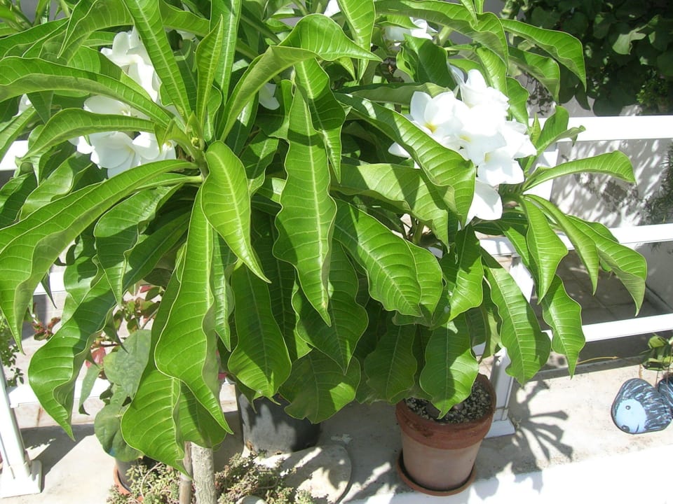 Plumeria Pudica Hotel Kathrin Beach