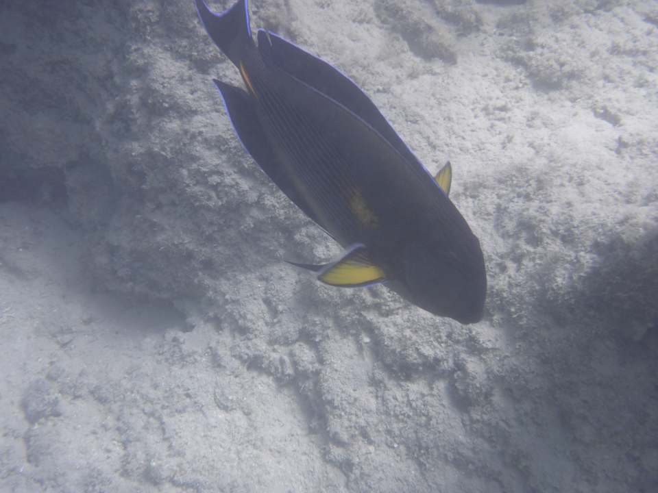 Sonstiges Sentido Reef Oasis Suakin