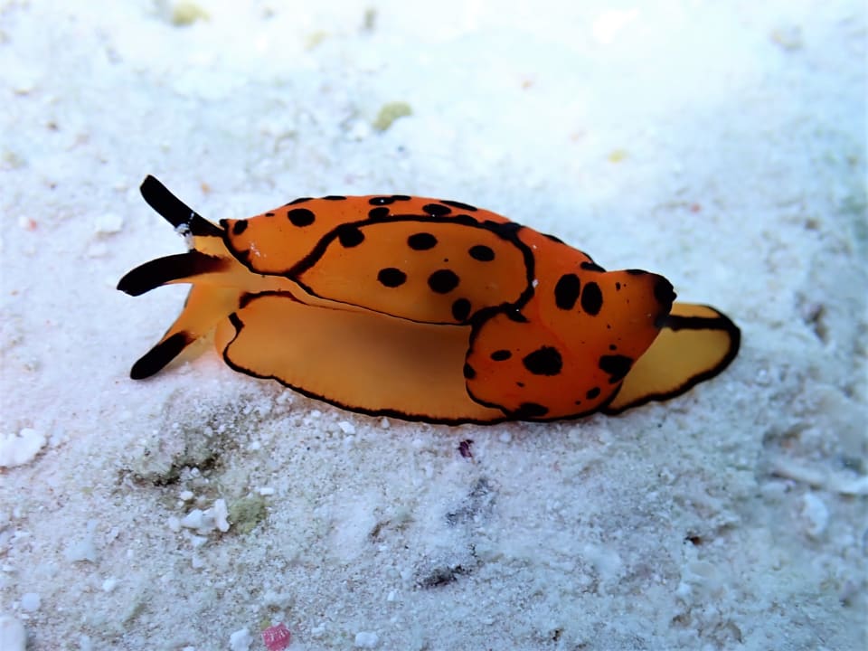 Sport & Freizeit NH Collection Maldives Reethi Resort