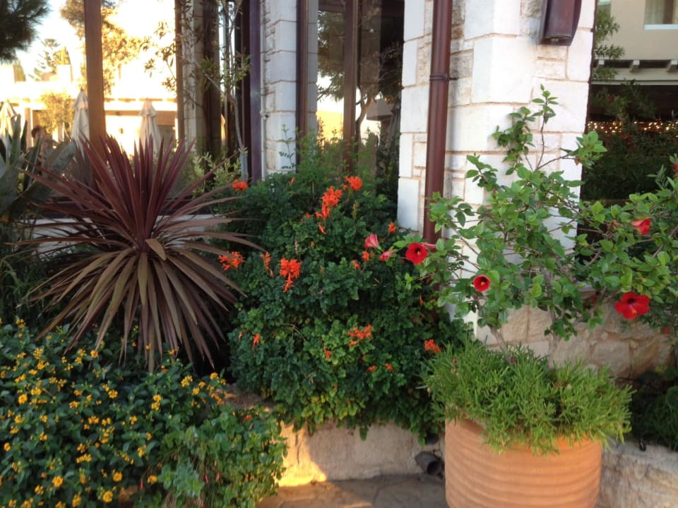 Gartenanlage Cactus Royal