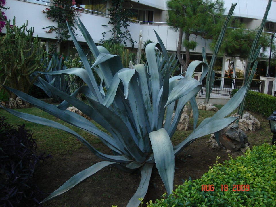 Kakteenlandschaft Rixos Premium Tekirova
