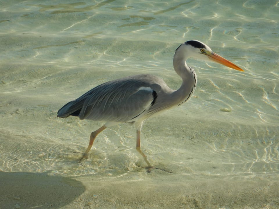 War jeden Tag präsent Meeru Maldives Resort Island