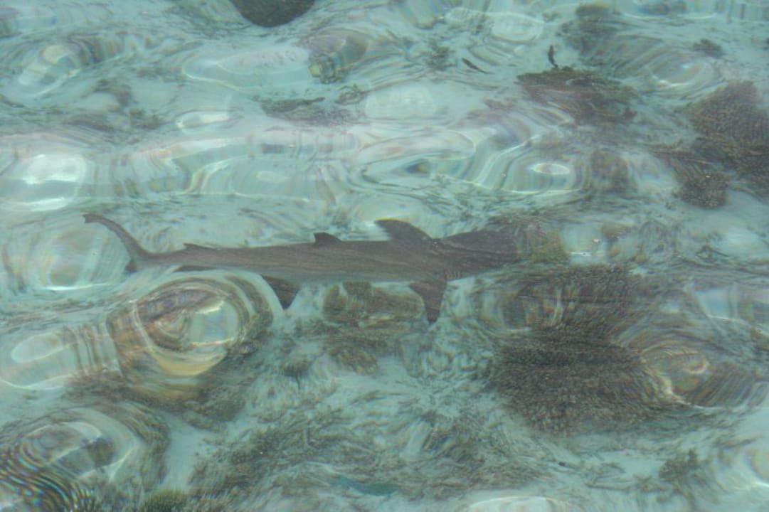 Baby Hai in der Lagune W Maldives