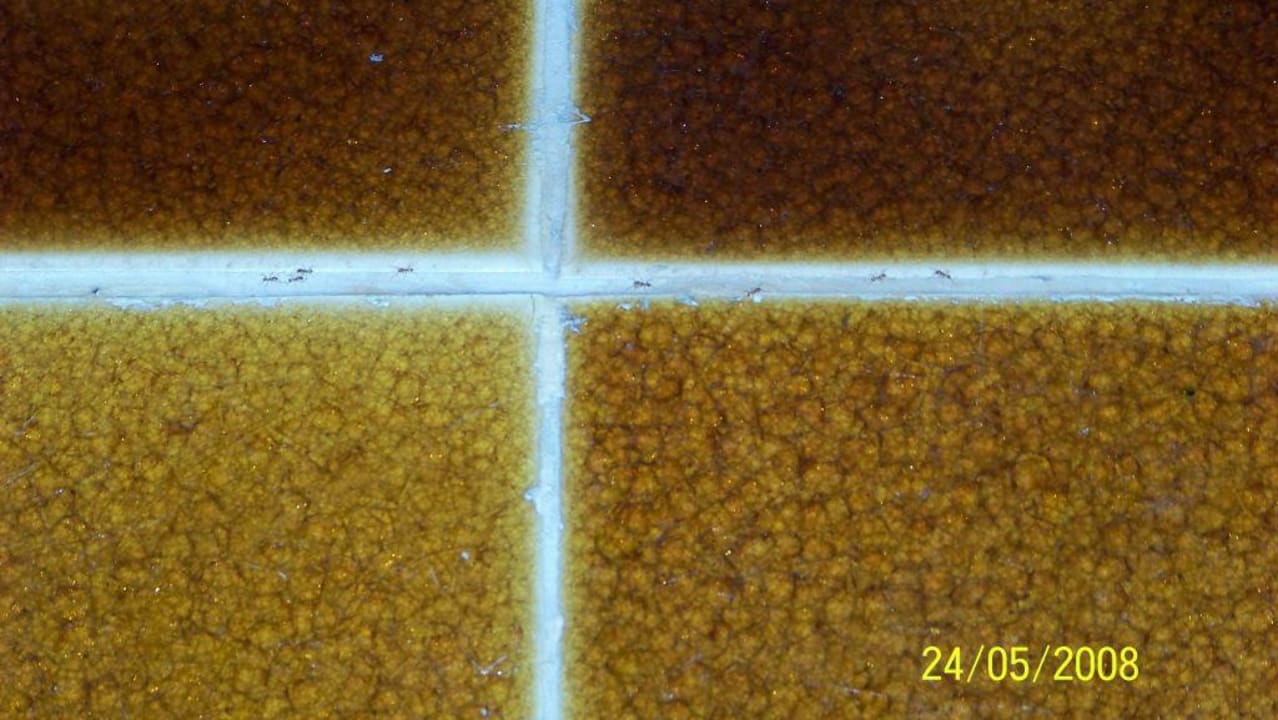 Ameisenstrasse im Bad Santhiya Koh Phangan Resort & Spa