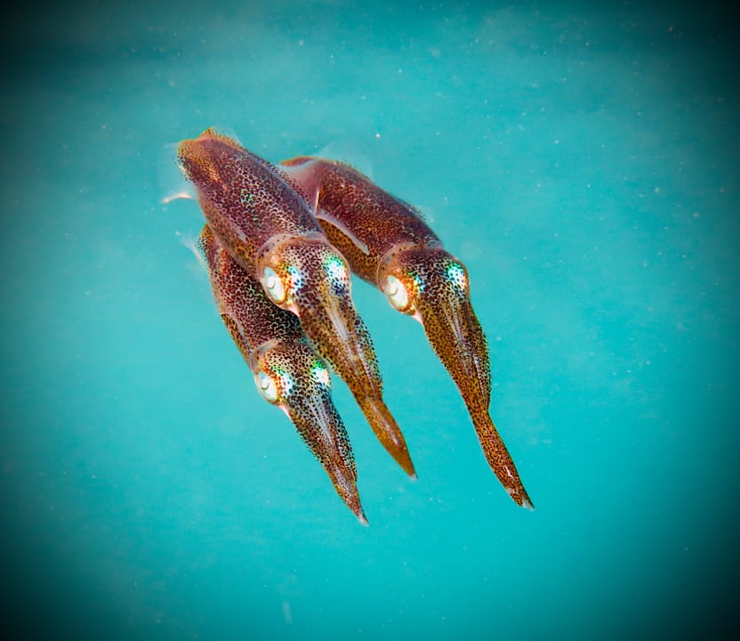 Sonstiges Hotel Coral Garden