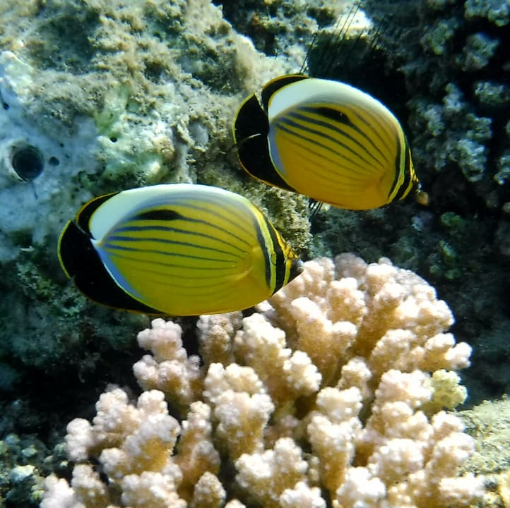 Sport & Freizeit Shams Alam Beach Resort