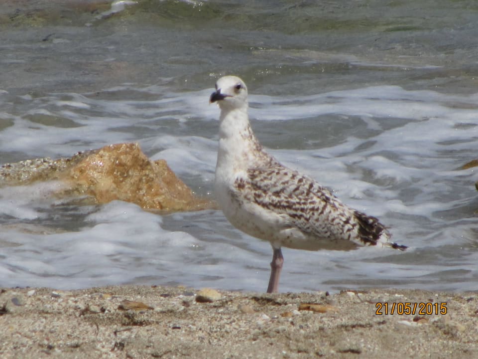 Птичка Hotel Serita Beach