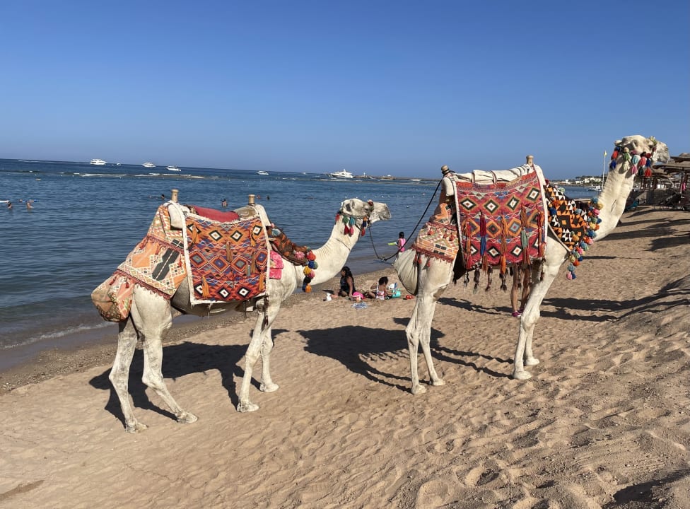 Strand Jaz Makadi Oasis Resort