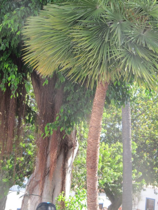 "Eine Palme wie eine Kanzlerin" Hotel Jardin Tecina