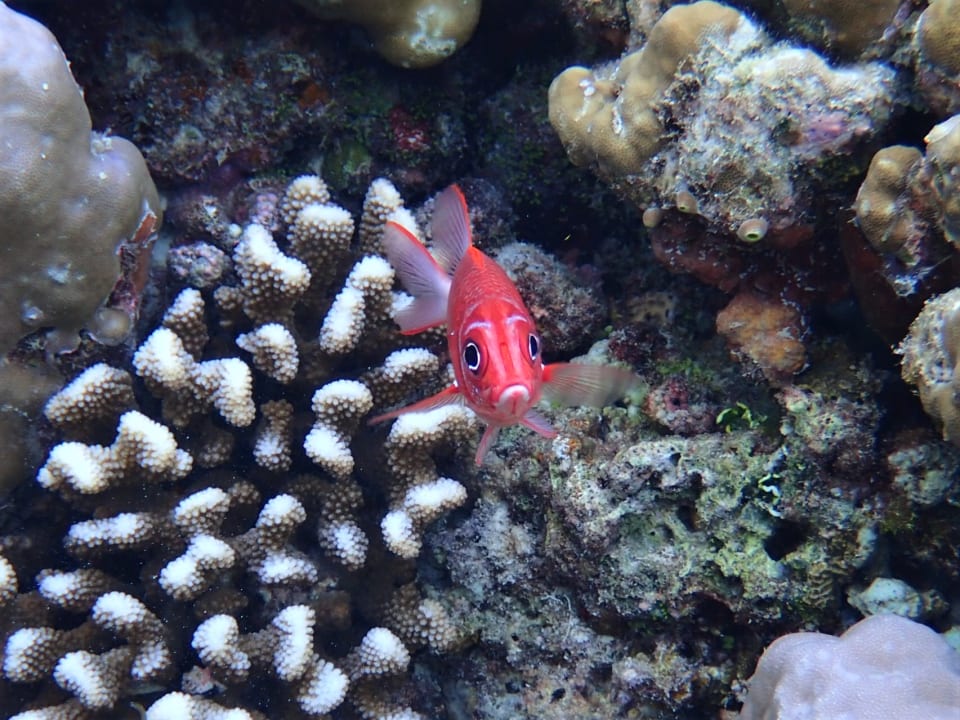 Sport & Freizeit Filitheyo Island Resort