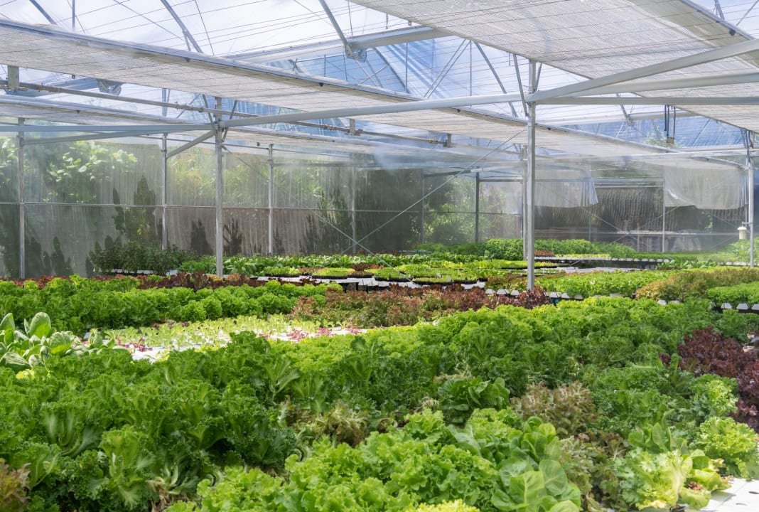 Gartenanlage Le Meridien Maldives Resort & Spa