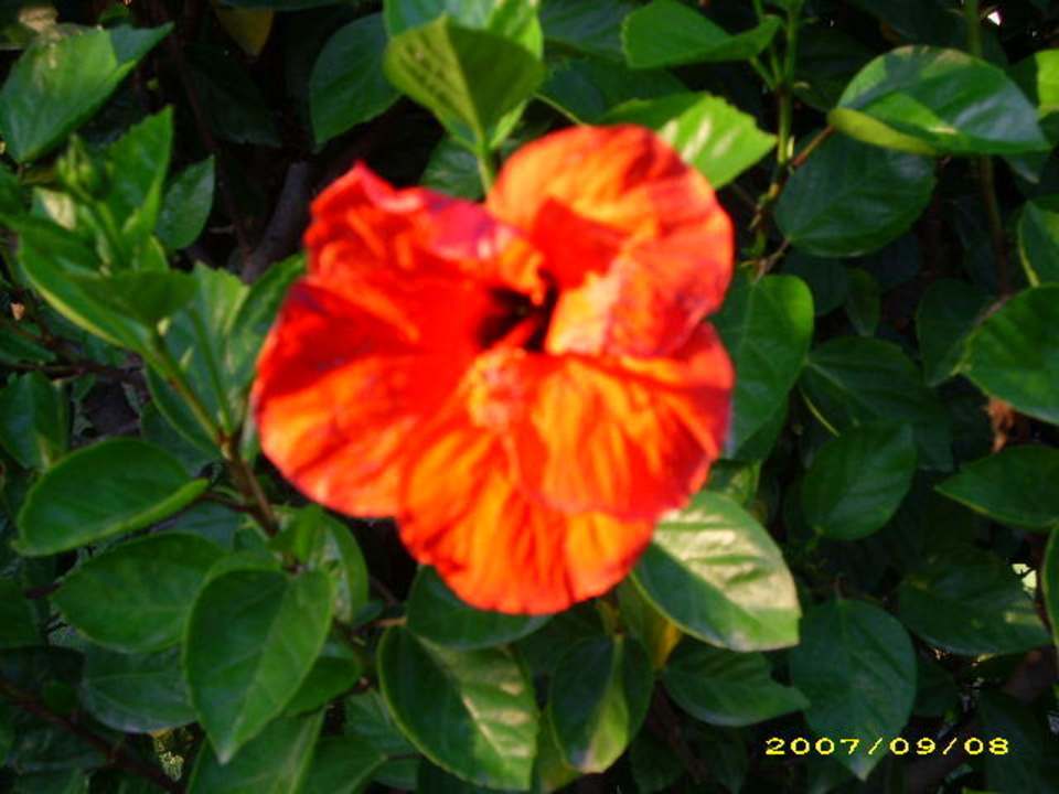 Blüte Bella Resort & Spa