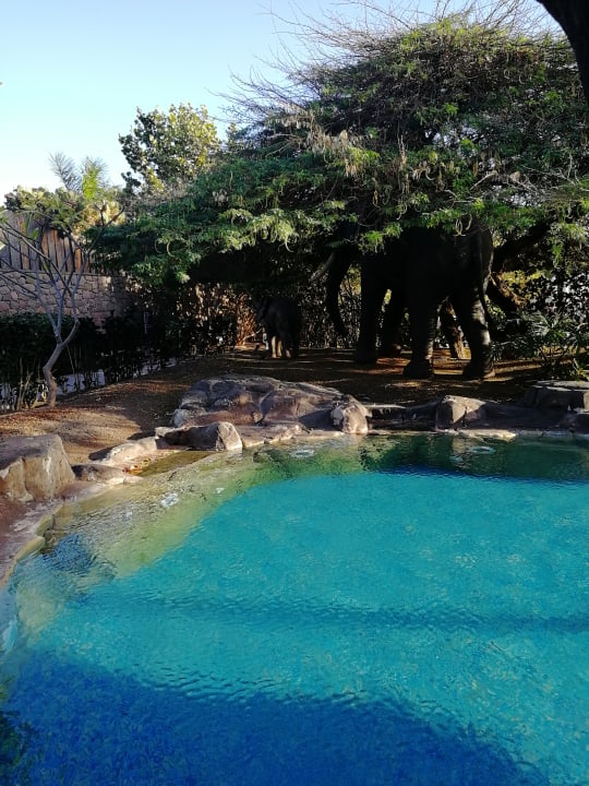Pool Lopesan Baobab Resort