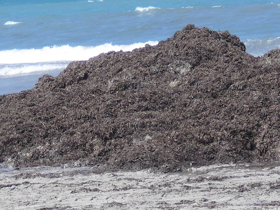 Auftürmung des Seegrases am Strand Iberostar Waves Mehari Djerba