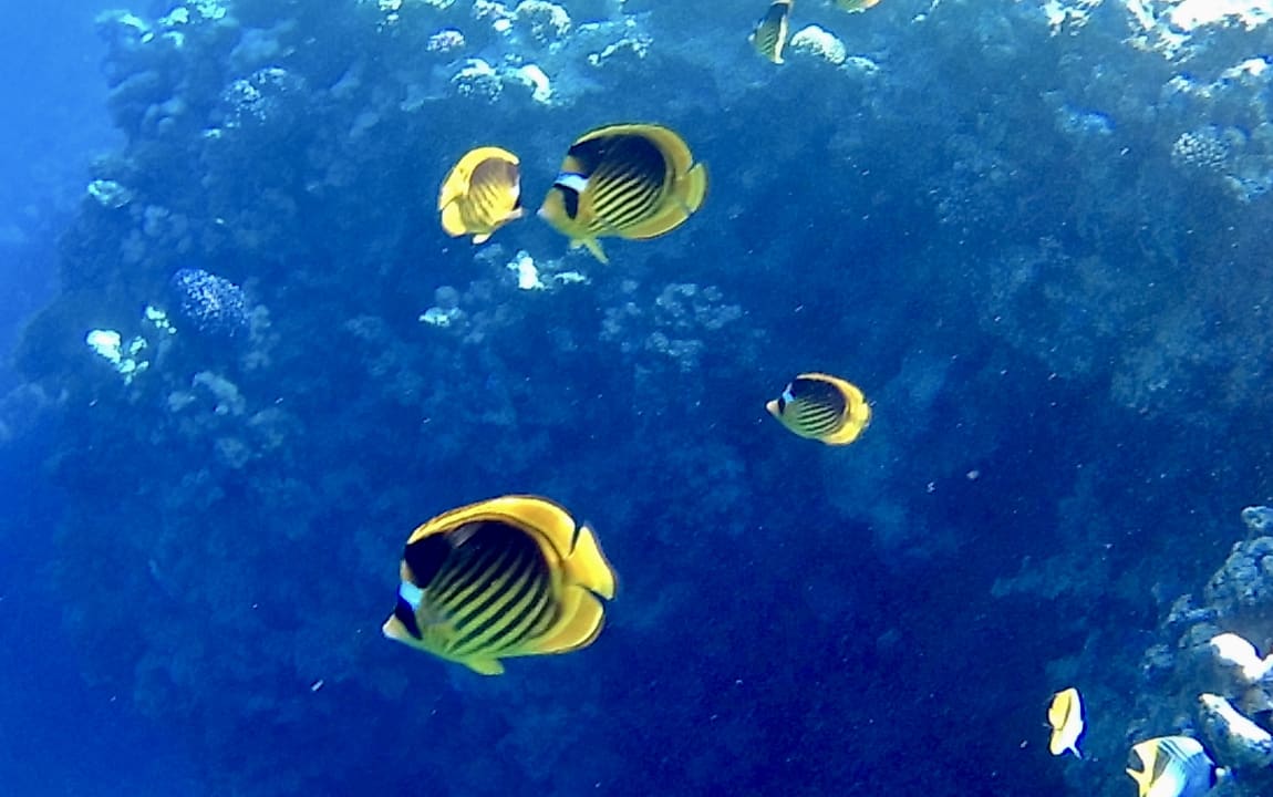 Sport & Freizeit Steigenberger Coraya Beach - Adults only