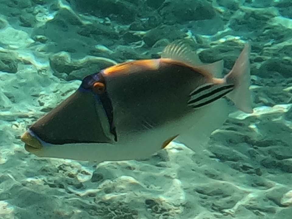 Strand Jaz Dar EL Madina