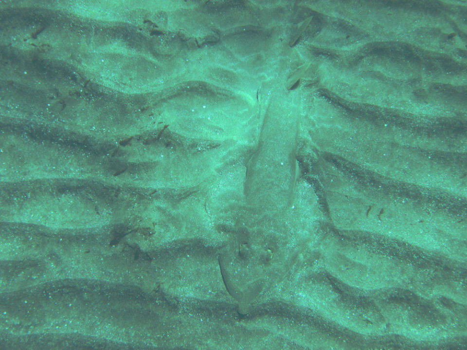 Unterwasser Impressionen Hilton Marsa Alam Nubian Resort