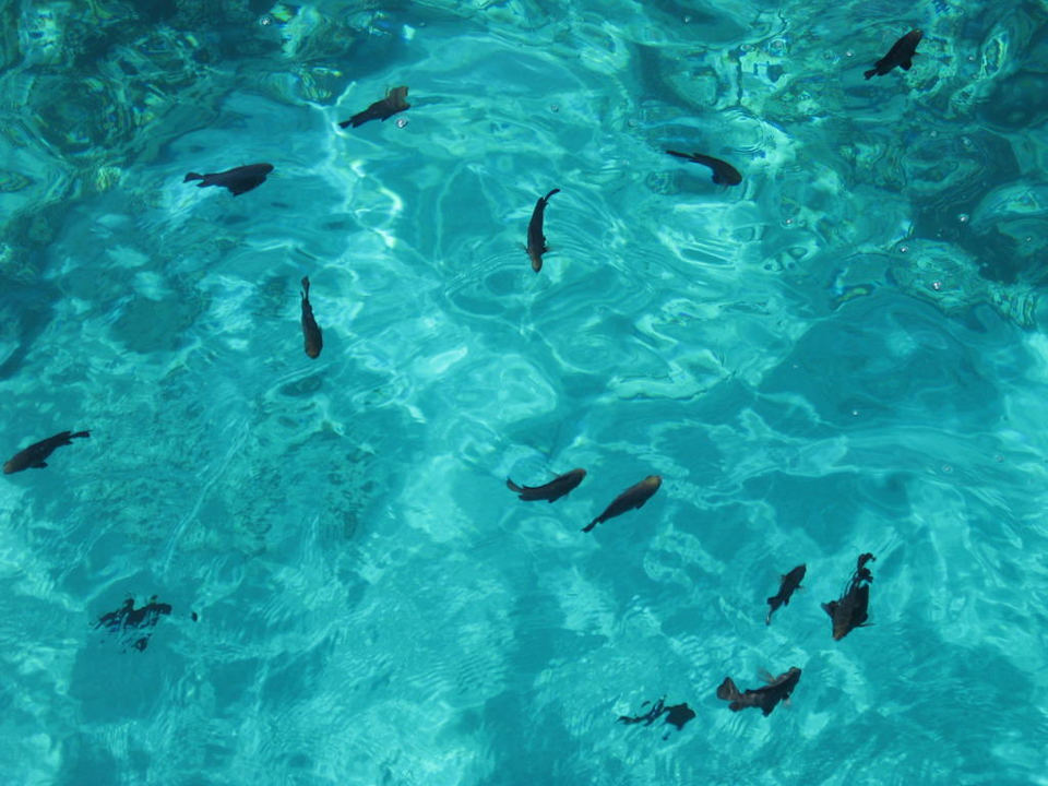 Fische Titanic Beach Spa & Aqua Park