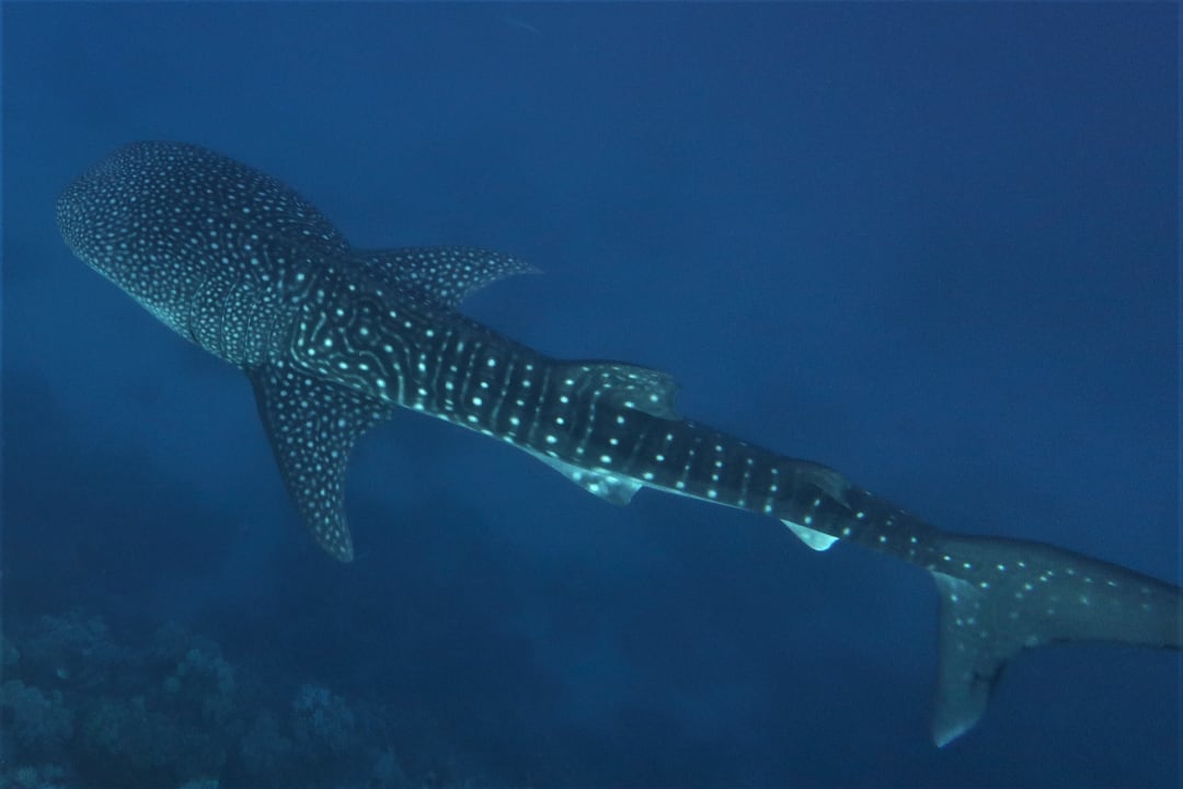 Strand Makadi Spa - Adults only