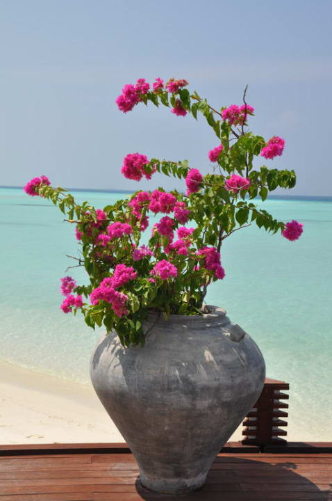 Alles sehr gepflegt Sun Siyam Olhuveli