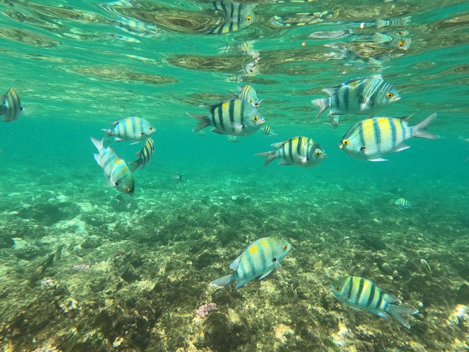 Sonstiges Three Corners Equinox Beach Resort