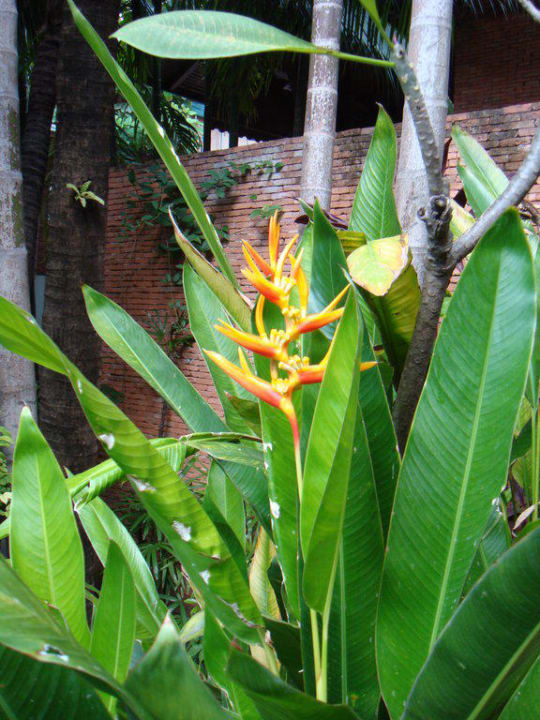Garten Muang Samui Spa Resort