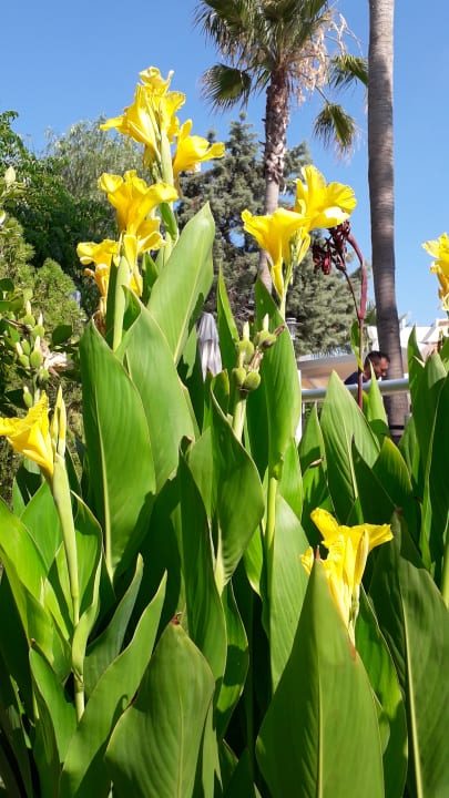 Gartenanlage Belek Beach Resort Hotel