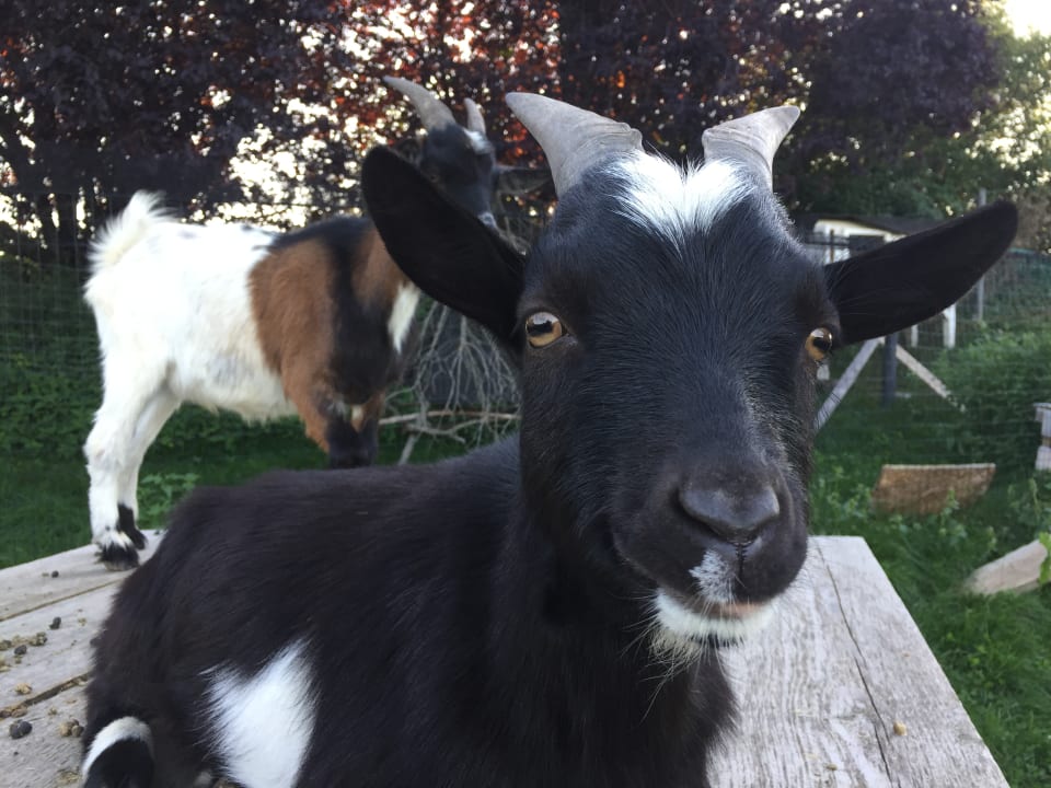 Sonstiges Höglerhof  Ferienwohnung Westenburger