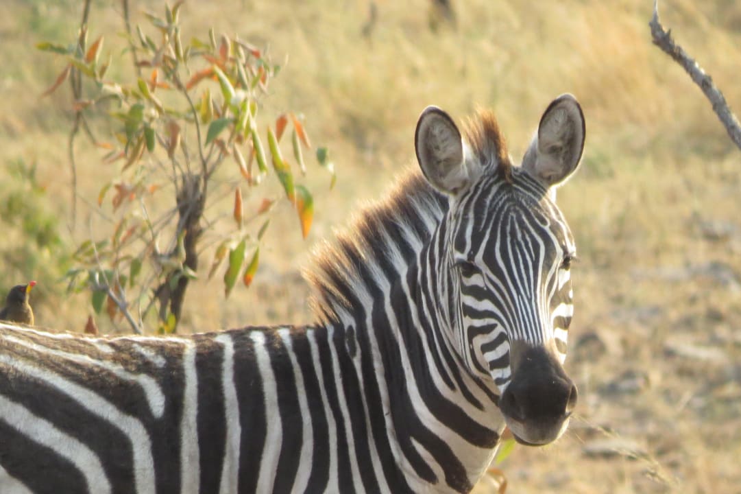 Tierbeobachtungen von der Terrasse am Pool Serengeti Serena Safari Lodge