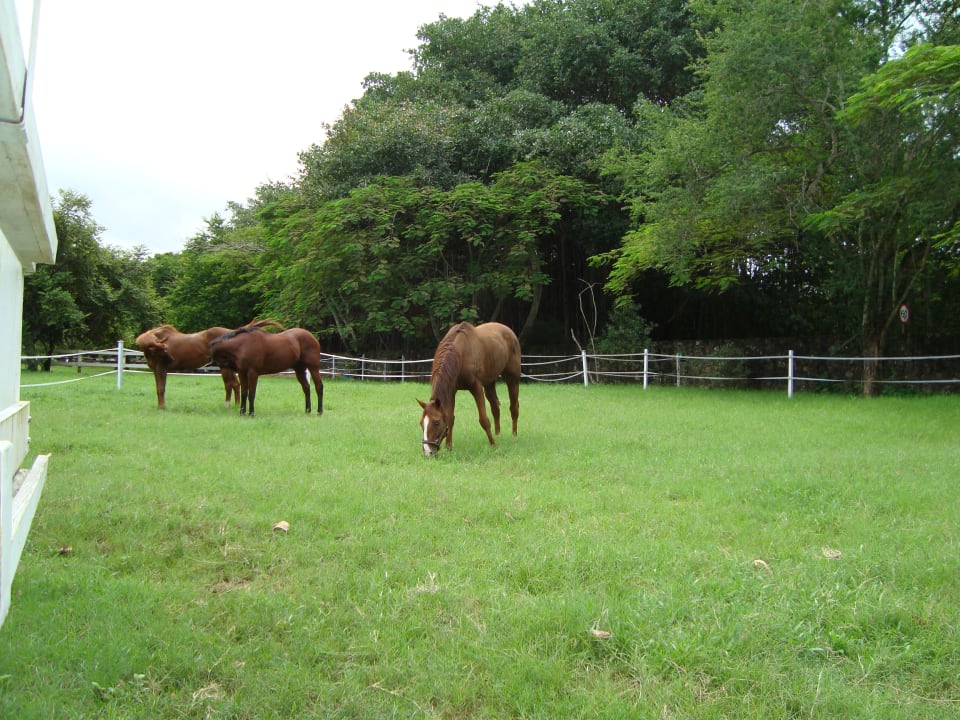 Pferdekoppel Maritim Resort & Spa Mauritius