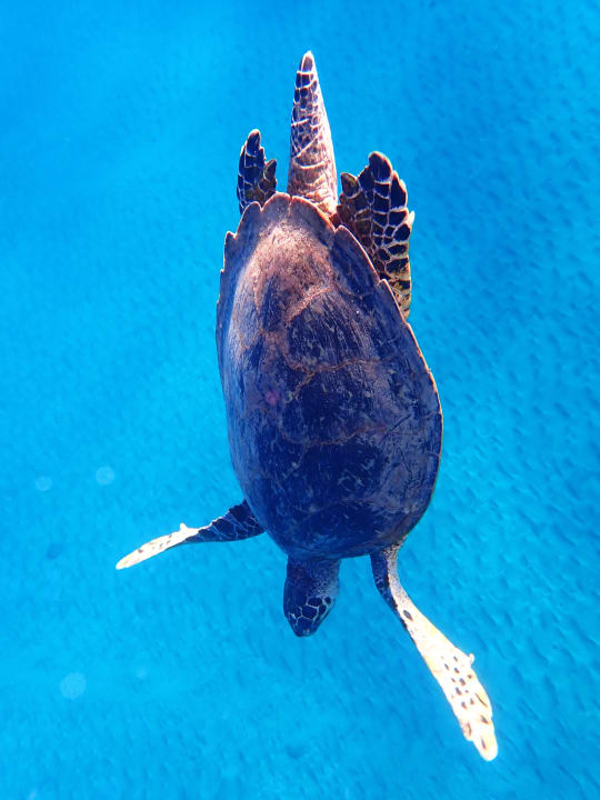 Strand Three Corners Equinox Beach Resort