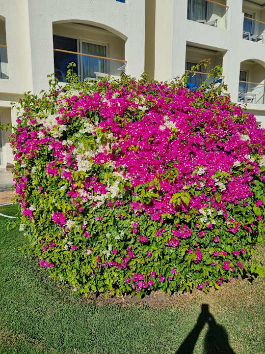 Sonstiges Pickalbatros Dana Beach Resort - Hurghada