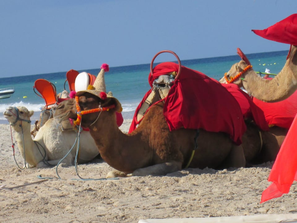 Kamelreiten am Strand The Ksar Djerba Charming Hotel & SPA