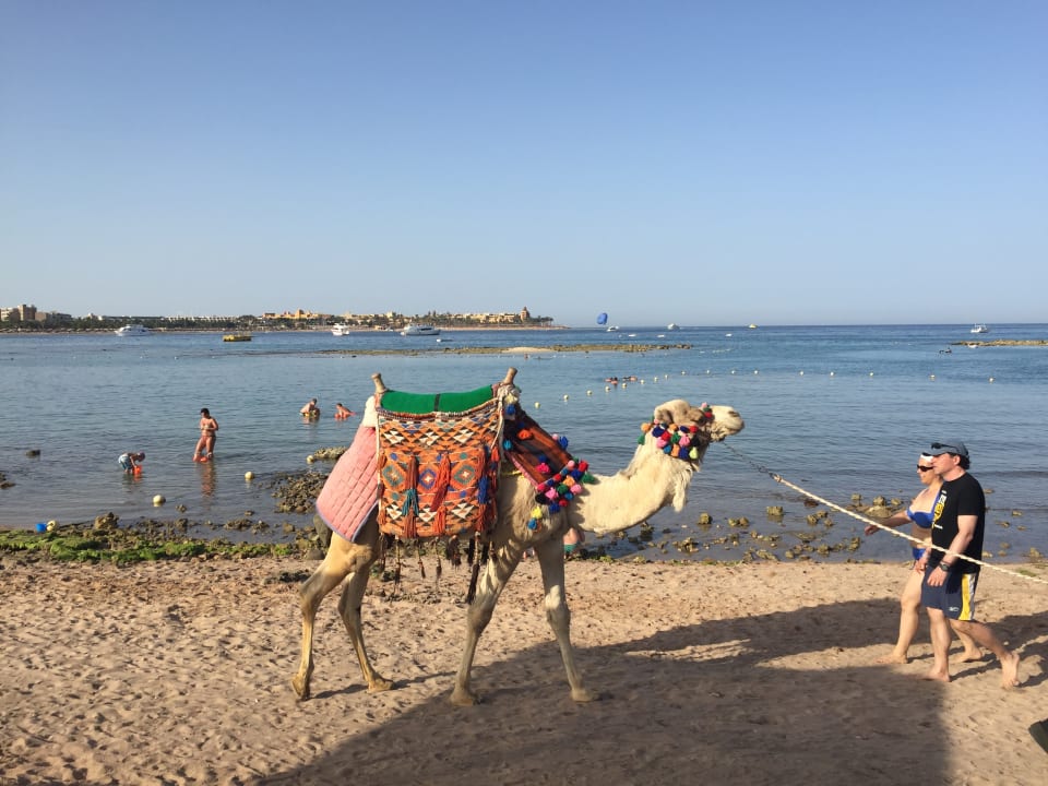 Strand Jaz Makadi Saraya Resort