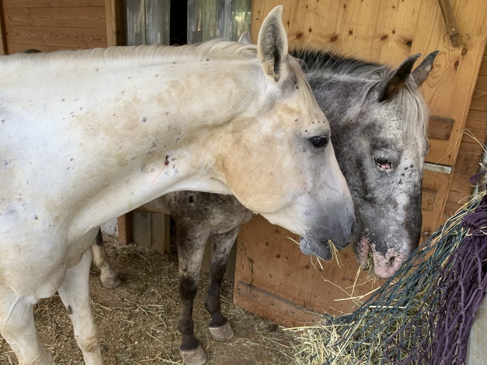 Sport & Freizeit Hotel Auhof