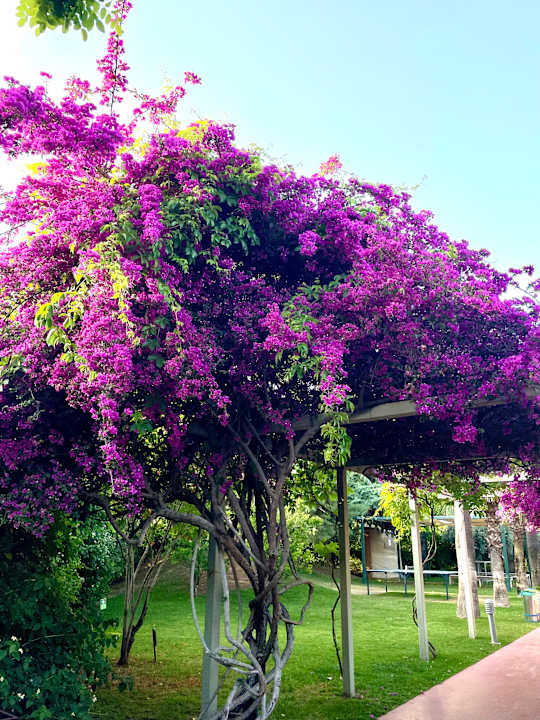 Außenansicht Saturn Palace Resort Hotel