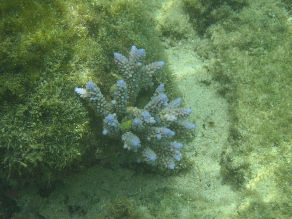 Unter Wasser am Strand Le Peninsula Bay Beach Resort & Spa