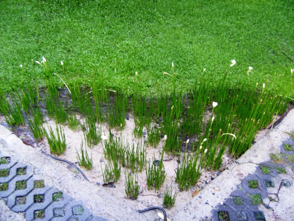 Wassergarten  Hotel Baan Chaweng Beach Resort & Spa