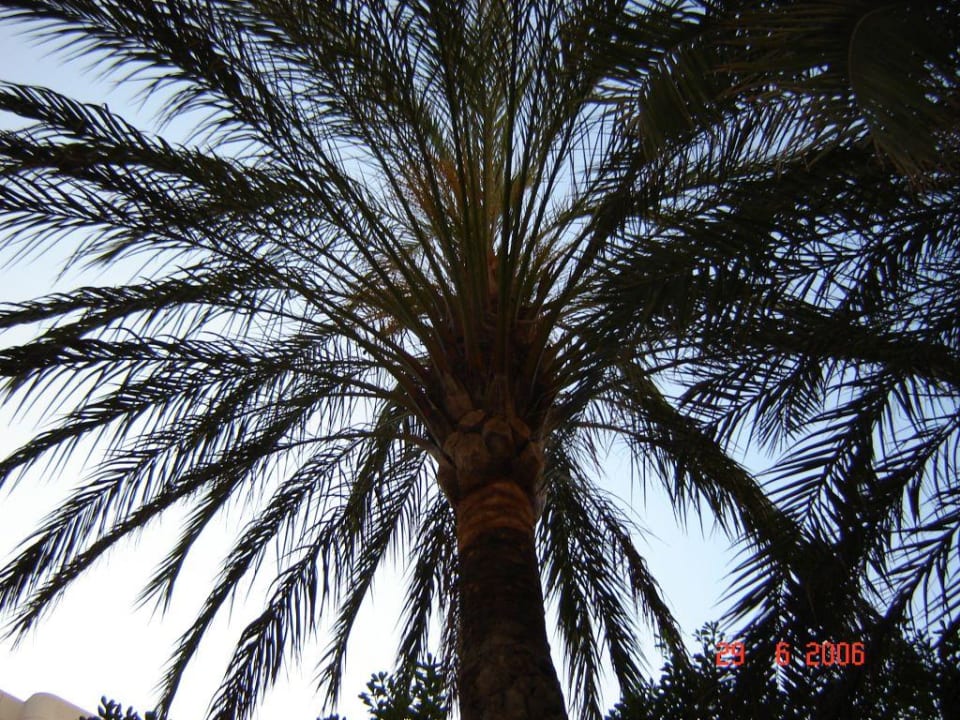 Blick auf Palme beim Essen Protur Palmeras Playa Aparthotel