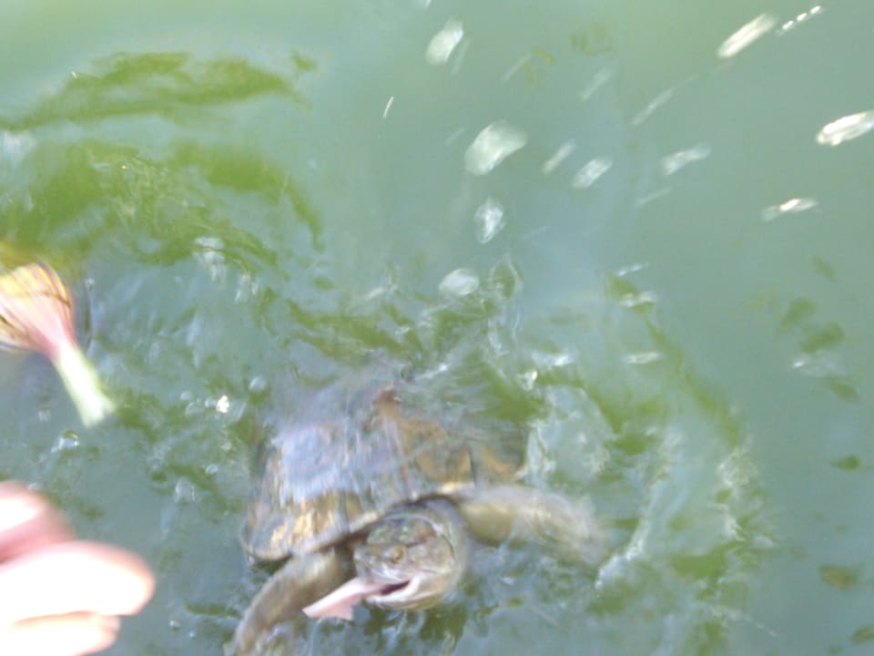 Beim Schildkröten füttern Iberostar Selection Hacienda Dominicus