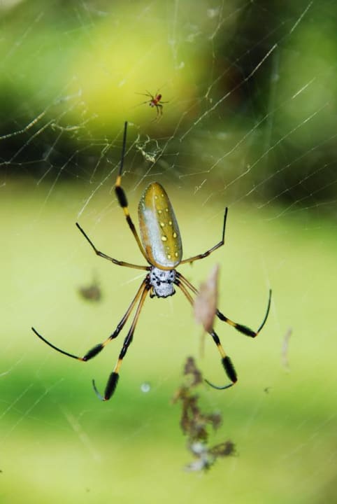 Bananenspinne Hotel Pachira Lodge