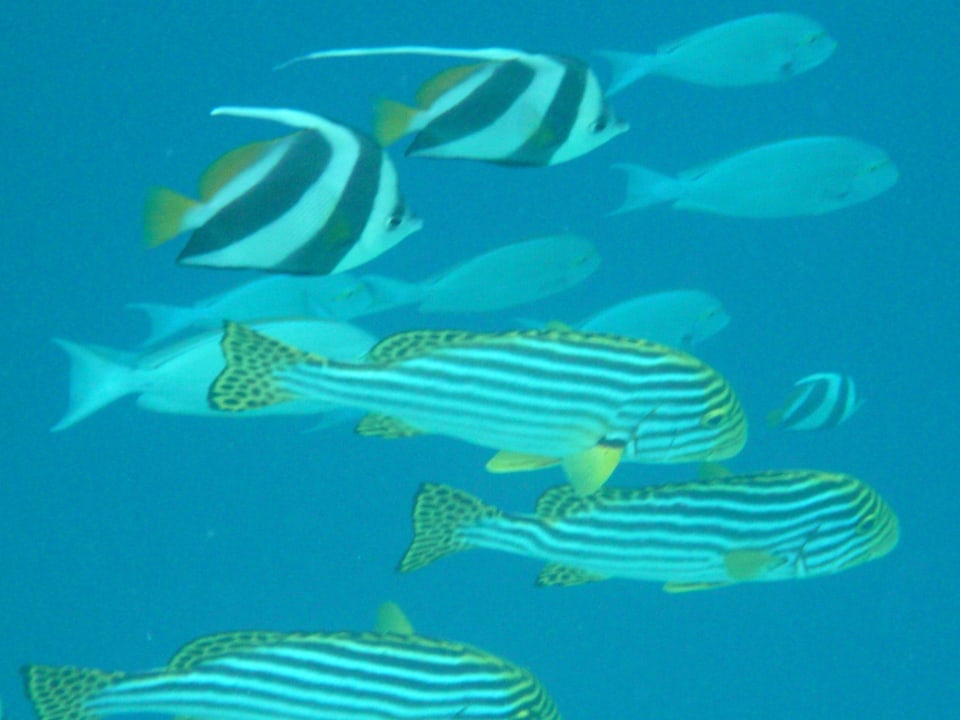 Das "Hausaqarium" NH Collection Maldives Reethi Resort