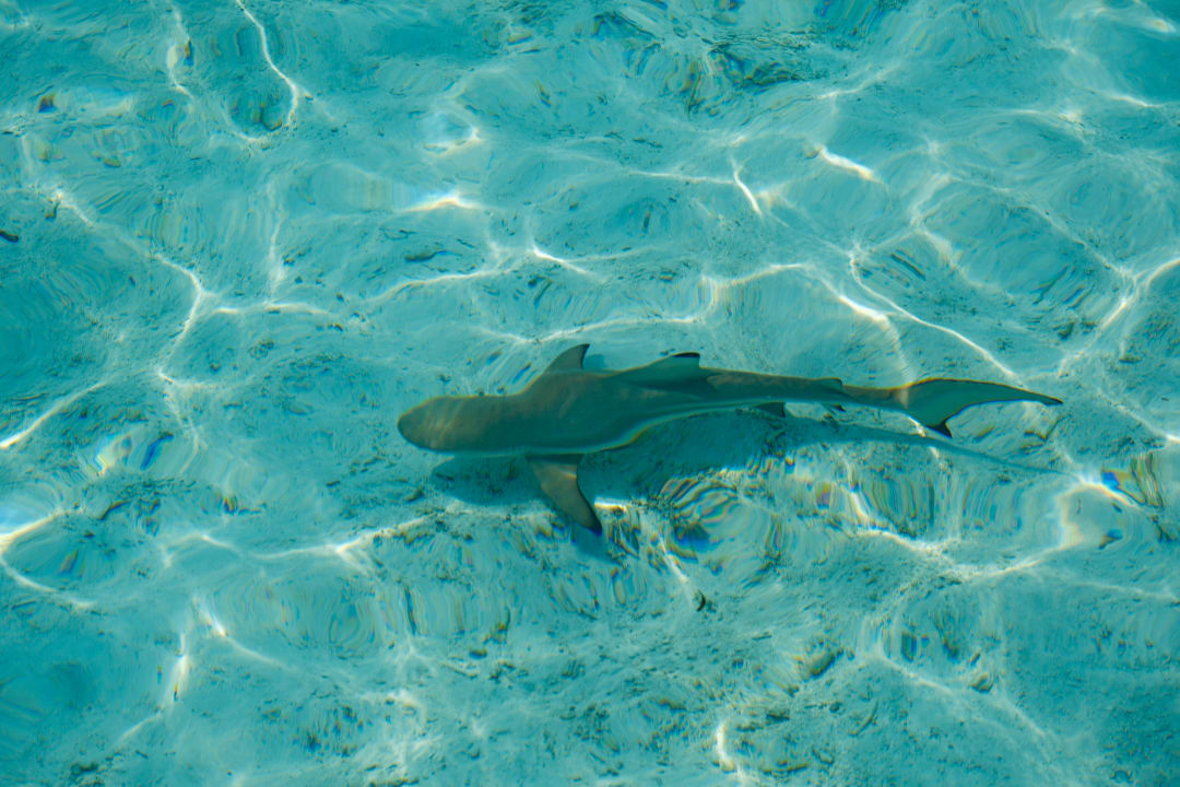 Strand Gili Lankanfushi Resort