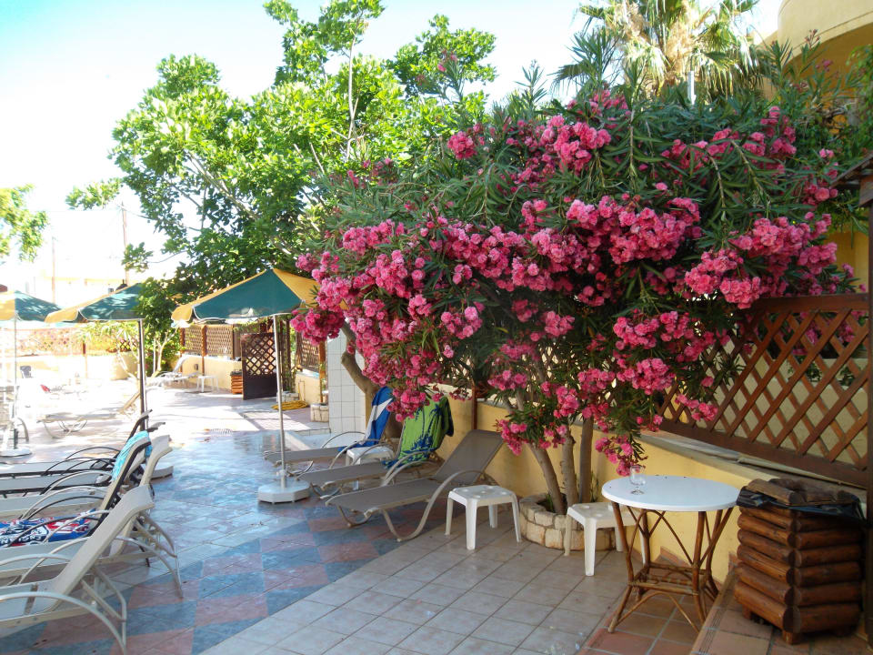 Blumen am Pool Cactus Beach