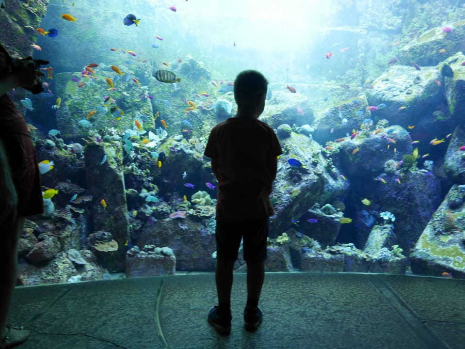 Aquarium Atlantis, The Palm