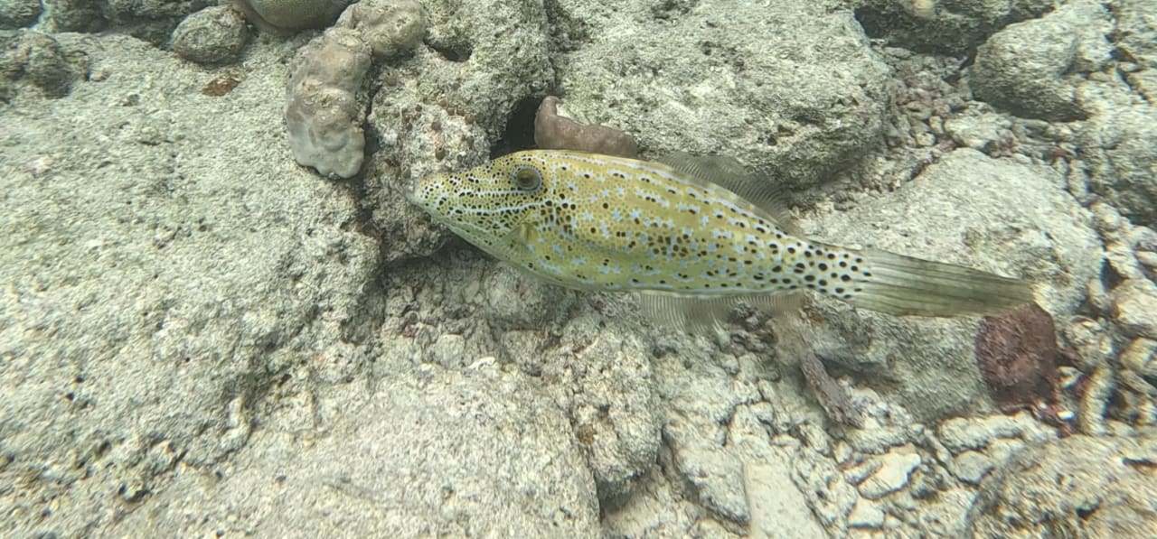 Sport & Freizeit Sun Siyam Vilu Reef